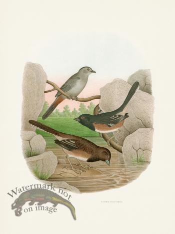 Thomas Gentry Bird 45